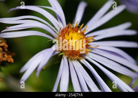 Nahaufnahme eines Asters in Blüte Stockfoto