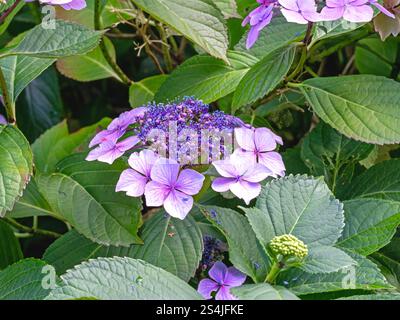 Hortensie Sträucher mit rosa Blüten und Knospen Stockfoto