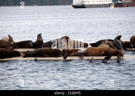 Seelöwen sitzen auf einem Metalldock Stockfoto