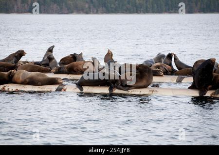 Seelöwen sitzen auf einem Metalldock Stockfoto