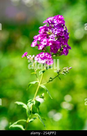 Eine Gruppe zarter lila Blumen steht hoch in einer grünen Kulisse. Die hellen Blüten fangen das Sonnenlicht ein und zeigen ihre leuchtenden Farben in einer Sekunde Stockfoto