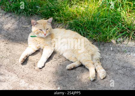 Eine hellorange Katze liegt bequem auf dem unbefestigten Pfad und genießt die Wärme der Sonne. Das umliegende üppige grüne Gras sorgt für einen lebendigen Kontrast zum s Stockfoto