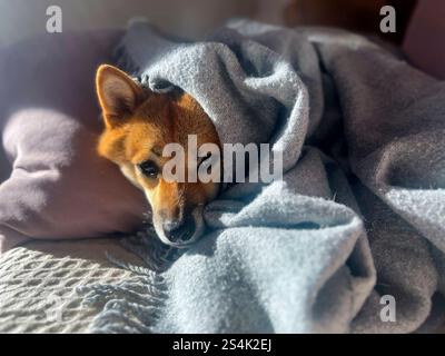 Nachdenklicher Shiba Inu mit einem traurigen Ausdruck, Kopf unter einer Decke. Die Stimmung ist nachdenklich und besinnlich. Hochwertige Nahaufnahmen. Kopierbereich verfügbar. Stockfoto