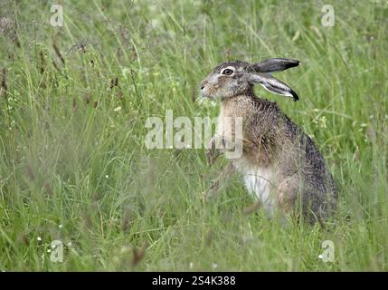 Hase (Lepus europaeus) auf einer Wiese, Niederrhein, Nordrhein-Westfalen, Deutschland, Europa Stockfoto