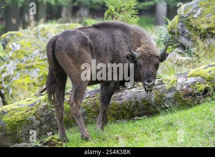 Europäischer Bison (Bison bonasus) Jungtier in naturnahem Lebensraum, in Gefangenschaft, Deutschland, Europa Stockfoto