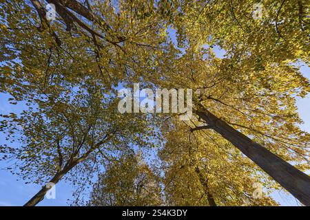 Lindenbäume (Tilia), Baumkronen, lichtdurchflutete Herbstblätter, vertikale Froschperspektive, Seitenlicht, blauer Himmel, neue Terrasse, Dresden, Landeshauptstadt, Inde Stockfoto