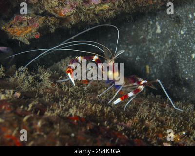 Farbenfrohe Korallengarnelen (Stenopus hispidus), die auf einem dunklen Meeresboden unterwegs sind, Tauchplatz Secret Bay, Gilimanuk, Bali, Indonesien, Asien Stockfoto