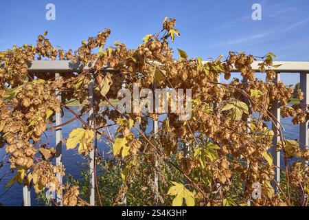 Hopfen (Humulus lupulus), Metallgeländer, Elbufer, neue Terrasse, Dresden, landeshauptstadt Sachsen, Deutschland, Europa Stockfoto