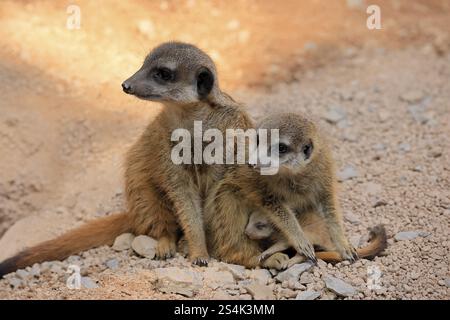 Tigernuss (Suricata suricatta), Erwachsene, zwei Erwachsene, Jugendliche, Neugeborene, Baby, Sozialverhalten Stockfoto