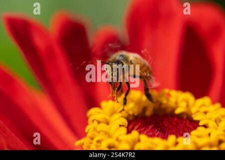 Honigbiene (APIs mellifera) sammelt Pollen aus rosa Gartenblume Stockfoto
