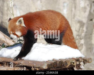 Ein Roter Panda (Ailurus fulgens), der an einem sonnigen Wintertag über eine schneebedeckte Plattform läuft Stockfoto
