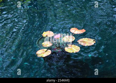 lilienpolster und einsame Blüte in einem Teich Stockfoto