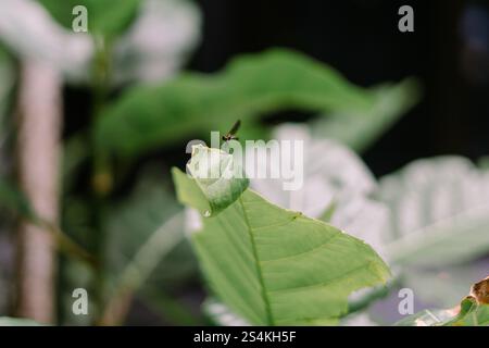 Eine Nahansicht einer Libelle auf einem grünen Blatt mit einem verschwommenen Hintergrund aus üppigem Laub, die die Schönheit und Einfachheit der Natur unterstreicht. Stockfoto