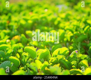 Grüne frische Blätter auf natürlichem Hintergrund Stockfoto