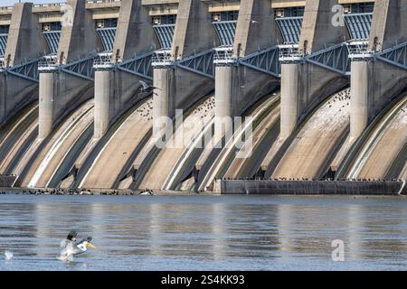 Der Fort Gibson Dam in Fort Gibson, Oklahoma, beherbergt eine Vielzahl von Vögeln, darunter Doppelhauchkormorane, weiße Pelikane und große Blaureiher. Stockfoto
