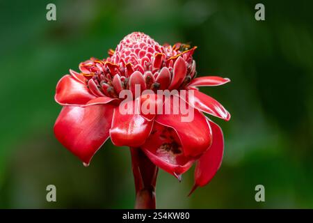 Etlingera elatior, Blume bekannt als Fackel Ingwer, Ingwerblüte, rote Ingwerlilie, Fackelblüte, Fackellilie, wilder Ingwer. La Fortuna, Vulkan Arenal, Cos Stockfoto