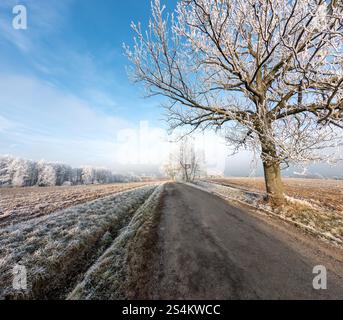 Ruhige Winterlandschaft mit einer frostbedeckten Landstraße, die von schneebedeckten Bäumen unter klarem blauen Himmel flankiert wird. Vysocina Tschechische Republik. Stockfoto