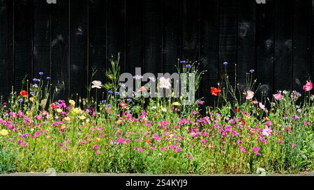 Eine Grasgrenze Monokultur auf einer Straße vor einem schwarzen Holzzaun wurde mit einem Wildblumenhabitat in Motueka, Neuseeland, bepflanzt. Stockfoto