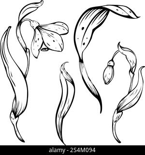 Illustration des Schneeglöckchens. Frühlingsblumen in Blüte. Handgezeichnetes lineares Design aus zarten weißen Blüten mit Blättern in schwarzer Tinte. Botanisches Set Stock Vektor