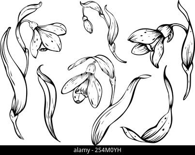 Illustration des Schneeglöckchens. Frühlingsblumen in Blüte. Handgezeichnetes lineares Design aus zarten weißen Blüten mit Blättern in schwarzer Tinte. Botanisches Set Stock Vektor