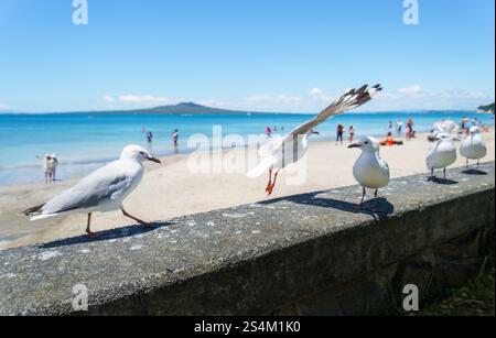 Möwen, die auf der Ufermauer spielen. Nicht erkennbare Leute, die im Sommer am Strand spielen. Takapuna Beach. Auckland. Stockfoto