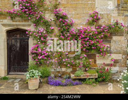 Wanderrosen Rosa multiflora „Platyphylla“ mit violetten/magentafarbenen Blüten, die auf der alten Steinmauer wachsen, Coton Manor Garden im Juni, Northants, England, Vereinigtes Königreich Stockfoto