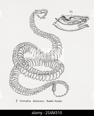 Crotalus durissus, auch bekannt als südamerikanische Klapperschlange oder tropische Klapperschlange. Aus der National Encyclopaedia: A Dictionary of Universal Knowledge, veröffentlicht um 1890 Stockfoto