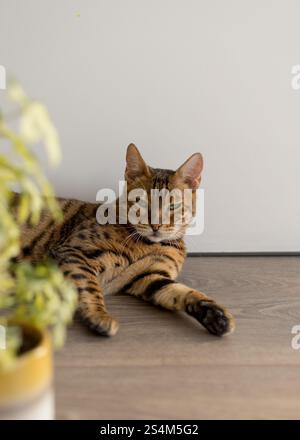 Bengalische Katze mit Hauspflanze Stockfoto