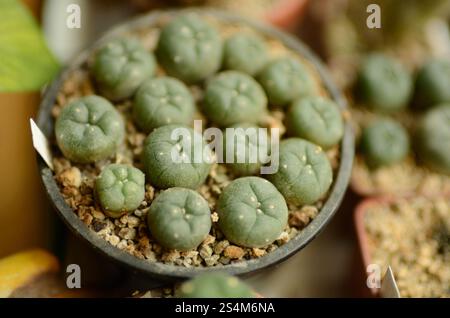Peyote Kaktus Lophophora Williamsii oder Mescal Button. als ein  Halluzinogen der Indianer und Erholungs-Medikament Benutzer verwendet  Stockfotografie - Alamy