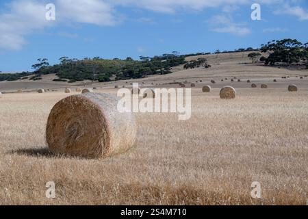 Runder Heuballen im Feld-Fahrerlager, ländliche Agrarlandschaft Stockfoto