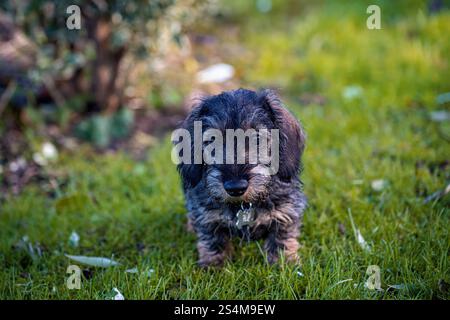 Drahthaar-Miniatur-Dachshund vier Monate alter männlicher Welpe, der auf dem Rasen in die Kamera blickt Stockfoto