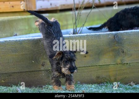 Drahthaar-Miniatur-Dachshund, vier Monate alter männlicher Welpe, der von einem hölzernen Hochbett herunterspringt Stockfoto