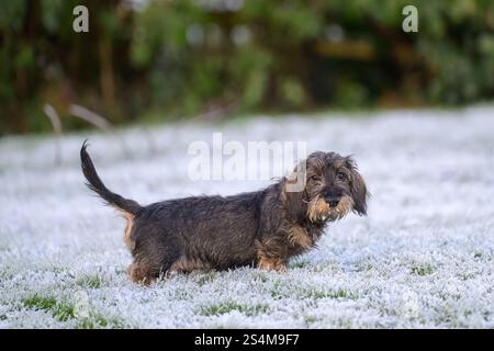 Drahthaar-Miniatur-Dachshund vier Monate alter männlicher Welpe, der im frostbedeckten Gras steht, mit Frost auf seinem Bart Stockfoto