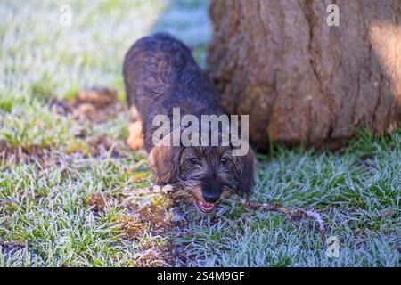 Drahthaar-Miniatur-Dachshund 4 Monate alter männlicher Welpe, der auf einem Stock auf frostigem, bedecktem Gras kaut Stockfoto