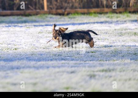 Drahthaar-Miniatur-Dachshund, vier Monate alter männlicher Welpe, der mit einem Stock im Mund durch das frostbedeckte Gras läuft Stockfoto