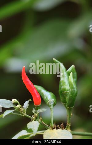 Ein Haufen Red and Green Bird's Eye Chili oder Thai Chili Paprika, die auf dem Baum Reifen Stockfoto
