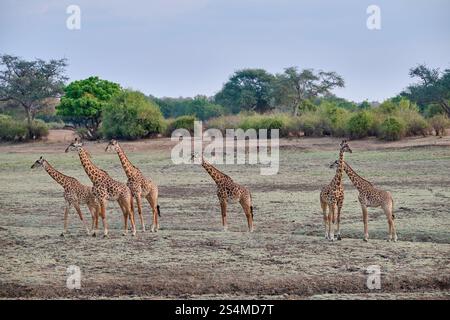 Thornicroft's Giraffen (Giraffa camelopardalis thornicrofti), South Luangwa National Park, Mfuwe, Sambia, Afrika Stockfoto