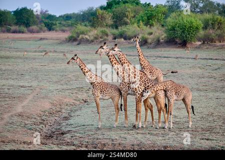 Thornicroft's Giraffen (Giraffa camelopardalis thornicrofti), South Luangwa National Park, Mfuwe, Sambia, Afrika Stockfoto
