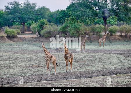 Thornicroft's Giraffen (Giraffa camelopardalis thornicrofti), South Luangwa National Park, Mfuwe, Sambia, Afrika Stockfoto