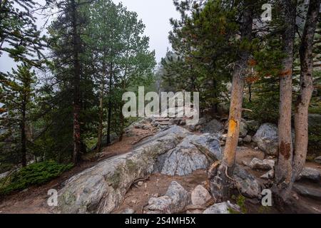Ein ruhiger Wanderweg schlängelt sich durch einen nebeligen Wald in Colorado, der Felsvorsprünge und hohe Kiefern zeigt, die Ruhe und den zerklüfteten Be verkörpern Stockfoto