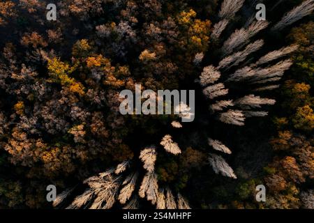 Ein atemberaubender Blick von oben zeigt eine dichte Waldlandschaft, die in einer Vielzahl von Herbstfarben bedeckt ist, mit verschiedenen Flecken in Gelb, Orange, A Stockfoto