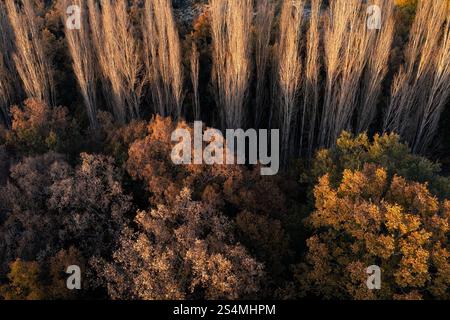 Ein Luftbild, das die satten Herbstfarben mit einer Mischung aus goldenen und grünen Bäumen und hohen, schlanken Stämmen mit einer Mischung aus Jahreszeit einfängt Stockfoto