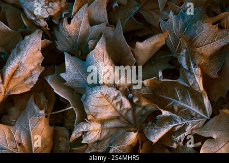 Eine detaillierte Nahaufnahme von Ahornblättern, die mit Morgenfrost bedeckt sind und die Texturen und Farben des Herbstes hervorheben. Stockfoto