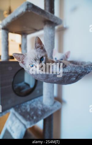 Zwei entzückende Kätzchen mit auffälligen blauen Augen entspannen sich auf einem gemütlichen Katzenbaum und schauen neugierig in die Kamera in einem Zuhause. Stockfoto