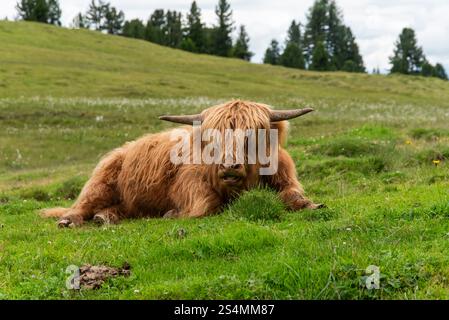 Hochlandkuh weidet in den Dolomiten in Südtirol. Stockfoto
