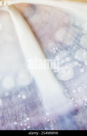 Detaillierte Ansicht der schillernden Innenfläche einer pazifischen Muschelschale, Siliqua Patula, mit weichen Texturen und Pastelltönen, die auf dem erfasst wurden Stockfoto