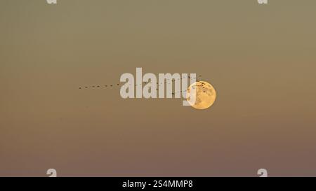 Eine heitere Szene mit einer Vogelschar, die sich vor einem Vollmond am Himmel der Dämmerung befindet und ein Gefühl von Frieden und Freiheit weckt. Stockfoto