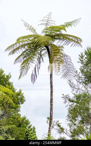 Ein majestätischer Baumfarn erhebt sich vor einem bewölkten Himmel in San Ramon, peruanischem Amazonas, mit seinen üppigen, grünen Wedeln und dem schlanken Stamm inmitten von grünem Foli Stockfoto