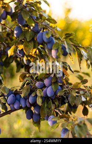 In der Nähe von Reifen Pflaumen, die an üppig grünen Ästen hängen und in warmes Sonnenlicht getaucht sind, sorgen die lebhaften Farben und die natürliche Umgebung für ein Gefühl der Frische Stockfoto