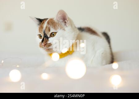 Eine verspielte Katze mit warmem gelbem Kragen entspannt sich zwischen weichen, leuchtenden Weihnachtslichtern und schafft eine gemütliche und festliche Urlaubsatmosphäre, die perfekt für die ist Stockfoto